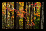 Autumn Trees