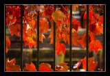 Vines on Fence
