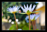 Water Lily