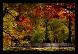 Enjoy Last Foliage