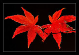 Japanese Maple