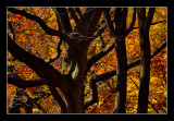 Old Trees