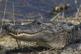 alligator 2979.jpg