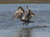 pelican brun 5969.jpg