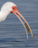 ibis blanc 7084.jpg