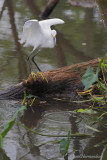 aigrette neigeuse 4460.jpg