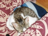 Molly gone to bed