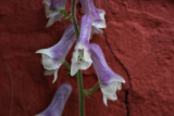 Aconitum albo - violaceum