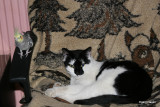 Pusser loves to sleep with Frderik