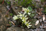 Clematis petriei x marmoraria