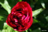 Paeonia