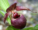 Cypripedium corogatum