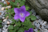 Campanula carpatica