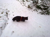 Mollys first time in snow