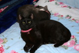 Molly & Mulle taking a nap