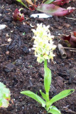 Dactylorhiza sabucina