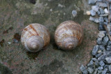 Helix pomatia ( Vinbjergsnegl )