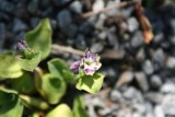 Auricula Star Flower