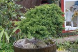 juniperus procumbens Nana