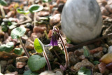 Soldanella villosa