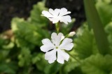 Sieboldii Queen of White