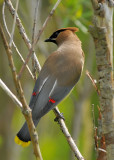 Cedar Waxwing