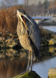 Great Blue Heron