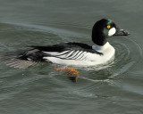 Common Goldeneye Male