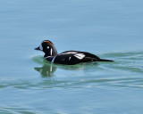 Harlequin Duck Male
