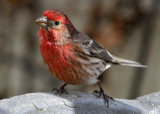 House Finch male