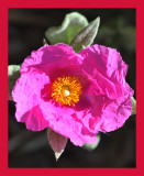 Rock Rose
