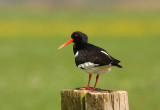 scholekster-paardenbloem.jpg