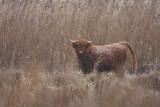 schotse-hooglander.jpg