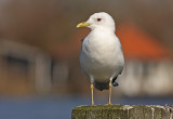 stormmeeuwzomerkleed.jpg