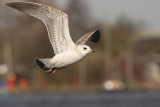 Common Gull 4