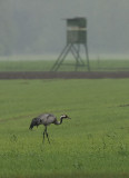 kraanvogel-in-de-loop.jpg