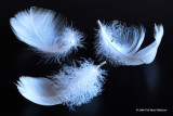 Softness in triplicate