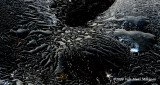 Black Ice