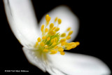 Wood Anemone came out  often 28.5 in my chilhood, now two weeks sooner