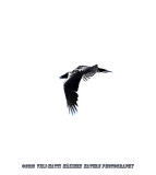 Ravens silhoutte
