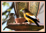 Evening Grosbeak