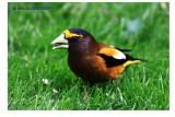 Evening Grosbeak