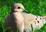 Mourning Dove