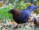 Brown Headed Cowbird