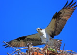 OSPREY