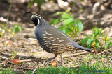 California Quail