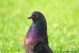 Rock Pigeon