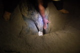 Leatherback eggs