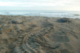 Leatherback Tracks