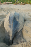 Leatherback Digging Hole